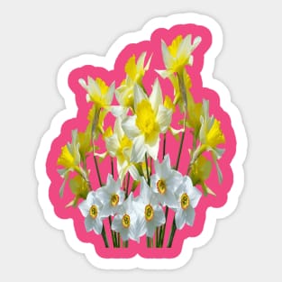 Yellow Daffodils And White Narcissi Isolated Sticker